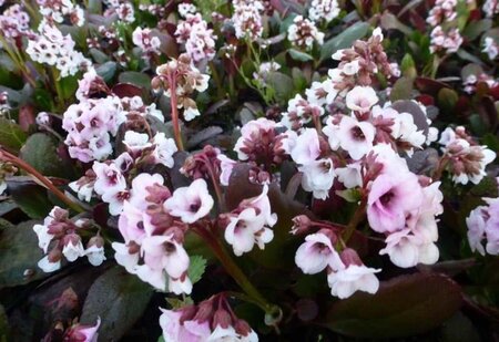 Bergenia 'Jelle' geen maat specificatie 0,55L/P9cm