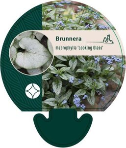 Brunnera macr. 'Looking Glass' geen maat specificatie 0,55L/P9cm