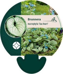 Brunnera macr. 'Sea Heart' geen maat specificatie 0,55L/P9cm