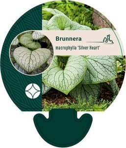 Brunnera macr. 'Silver Heart' geen maat specificatie 0,55L/P9cm - afbeelding 2