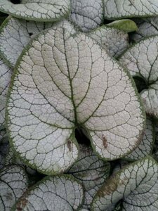 Brunnera macr. 'Silver Heart' geen maat specificatie 0,55L/P9cm - afbeelding 1