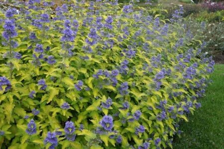 Caryopteris cland. Hint of Gold geen maat specificatie 0,55L/P9cm - afbeelding 1