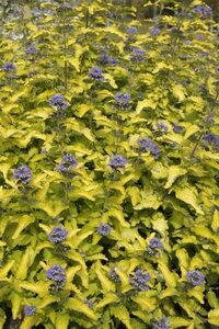 Caryopteris cland. Hint of Gold geen maat specificatie 0,55L/P9cm - afbeelding 2