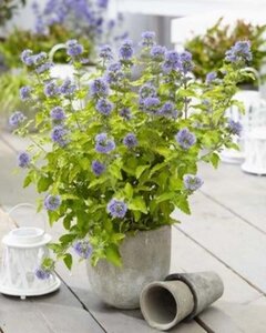 Caryopteris cland. Hint of Gold geen maat specificatie 0,55L/P9cm - afbeelding 3