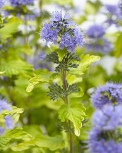 Caryopteris cland. Hint of Gold geen maat specificatie 0,55L/P9cm - afbeelding 4