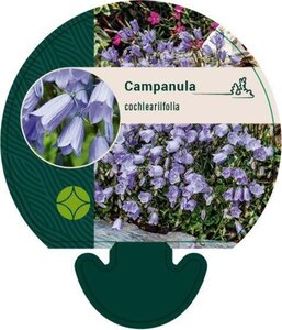 Campanula cochleariifolia geen maat specificatie 0,55L/P9cm