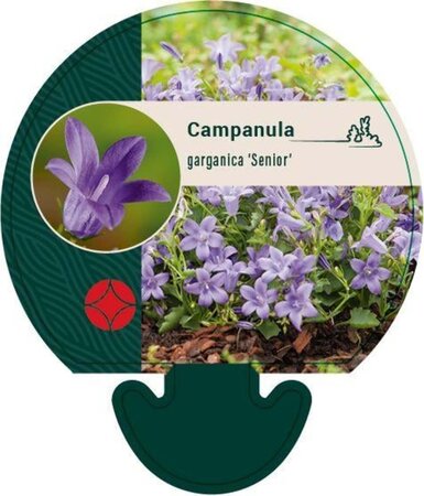 Campanula garganica 'Senior' geen maat specificatie 0,55L/P9cm