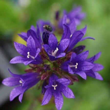 Campanula glom. 'Speciosa' geen maat specificatie 0,55L/P9cm