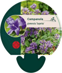 Campanula glom. 'Superba' geen maat specificatie 0,55L/P9cm - afbeelding 1