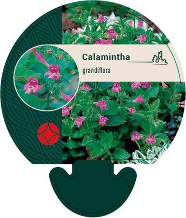 Calamintha grandiflora geen maat specificatie 0,55L/P9cm