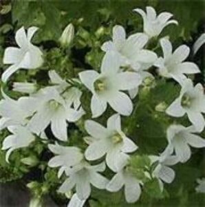 Campanula lact. 'White Pouffe' geen maat specificatie 0,55L/P9cm - afbeelding 2