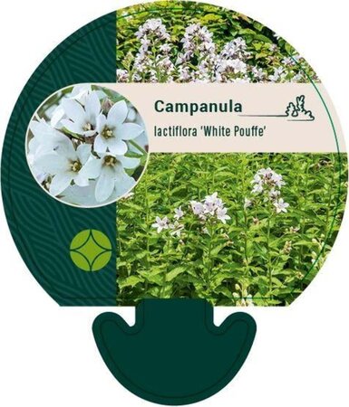 Campanula lact. 'White Pouffe' geen maat specificatie 0,55L/P9cm - afbeelding 1