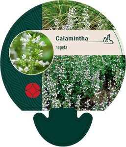 Calamintha nepeta geen maat specificatie 0,55L/P9cm