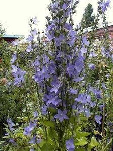 Campanula pyramidalis geen maat specificatie 0,55L/P9cm