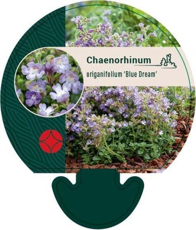 Chaenorhinum origan. 'Blue Dream' geen maat specificatie 0,55L/P9cm