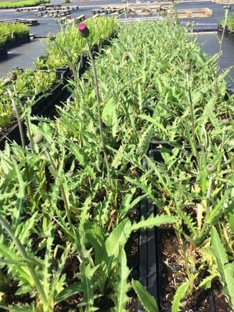 Cirsium rivulare 'Tr. Blue Wonder' geen maat specificatie 0,55L/P9cm - afbeelding 3