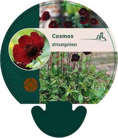 Cosmos atrosanguineus geen maat specificatie 0,55L/P9cm