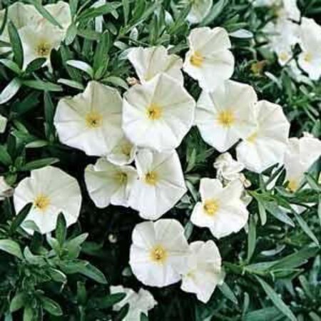 Convolvulus cneorum geen maat specificatie 0,55L/P9cm