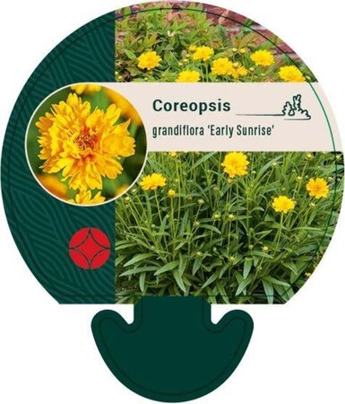 Coreopsis gr. 'Early Sunrise' geen maat specificatie 0,55L/P9cm - afbeelding 1