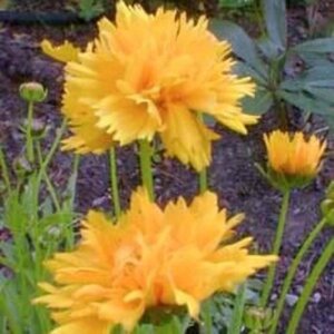 Coreopsis gr. 'Early Sunrise' geen maat specificatie 0,55L/P9cm - afbeelding 3