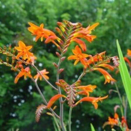 Crocosmia masoniorum geen maat specificatie 0,55L/P9cm