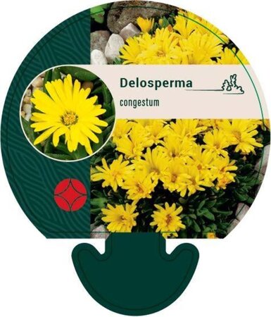 Delosperma congestum geen maat specificatie 0,55L/P9cm - afbeelding 1