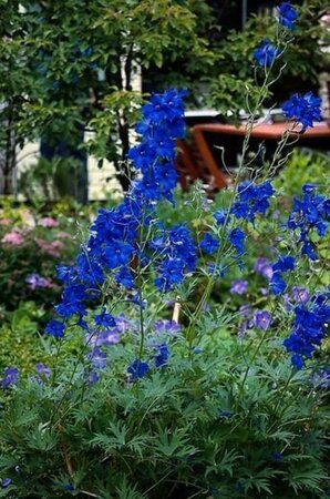 Delphinium (B) 'Völkerfrieden' geen maat specificatie 0,55L/P9cm - afbeelding 2