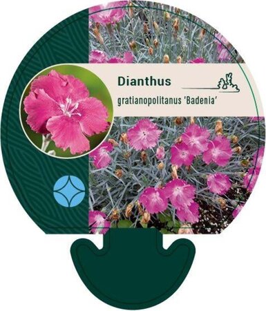 Dianthus grat. 'Badenia' geen maat specificatie 0,55L/P9cm - afbeelding 2