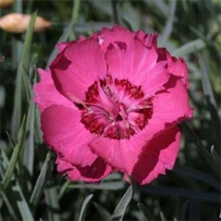 Dianthus grat. 'Badenia' geen maat specificatie 0,55L/P9cm - afbeelding 1