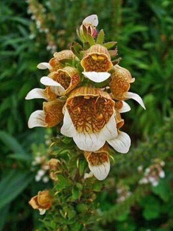 Digitalis lanata geen maat specificatie 0,55L/P9cm - afbeelding 2