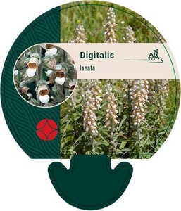 Digitalis lanata geen maat specificatie 0,55L/P9cm - afbeelding 1