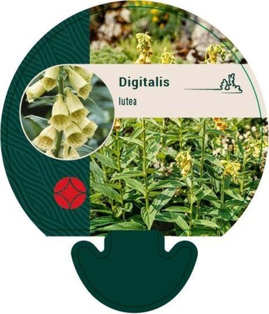 Digitalis lutea geen maat specificatie 0,55L/P9cm