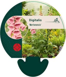 Digitalis 'Mertonensis' geen maat specificatie 0,55L/P9cm