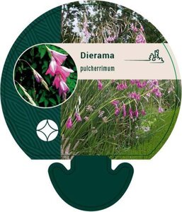 Dierama pulcherrimum geen maat specificatie 0,55L/P9cm - afbeelding 2