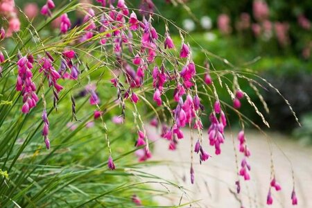 Dierama pulcherrimum geen maat specificatie 0,55L/P9cm - afbeelding 1