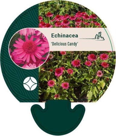 Echinacea Delicious Candy geen maat specificatie 0,55L/P9cm