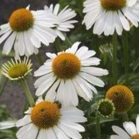 Echinacea 'Meditation White' geen maat specificatie 0,55L/P9cm