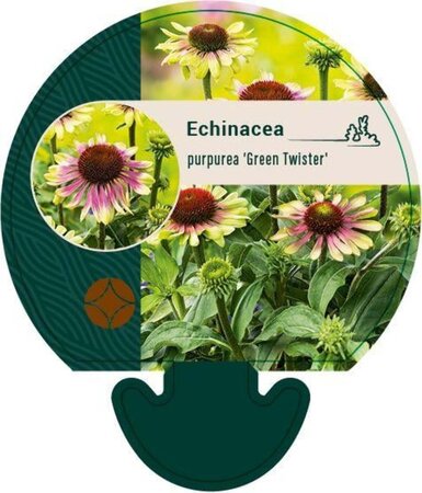 Echinacea p. 'Green Twister' geen maat specificatie 0,55L/P9cm - afbeelding 1