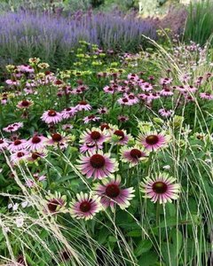 Echinacea p. 'Green Twister' geen maat specificatie 0,55L/P9cm - afbeelding 2