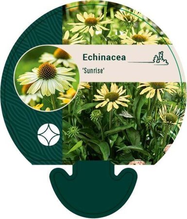 Echinacea 'Sunrise' geen maat specificatie 0,55L/P9cm - afbeelding 2