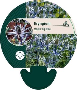 Eryngium zabelii 'Big Blue' geen maat specificatie 0,55L/P9cm - afbeelding 2