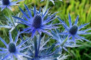 Eryngium zabelii 'Big Blue' geen maat specificatie 0,55L/P9cm - afbeelding 1