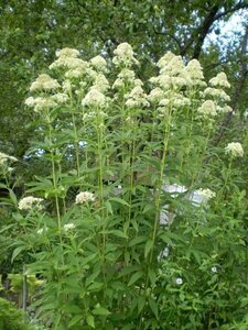 Eupatorium mac. 'Album' geen maat specificatie 0,55L/P9cm - afbeelding 2