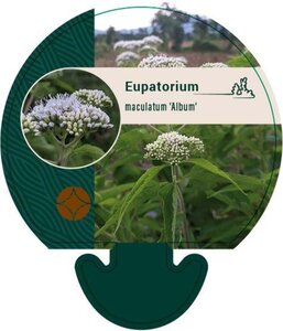 Eupatorium mac. 'Album' geen maat specificatie 0,55L/P9cm