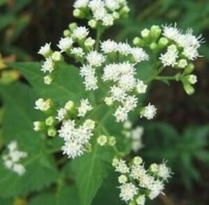 Eupatorium rugosum geen maat specificatie 0,55L/P9cm