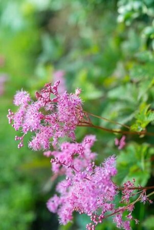 Filipendula 'Kahome' geen maat specificatie 0,55L/P9cm