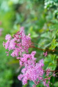 Filipendula 'Kahome' geen maat specificatie 0,55L/P9cm