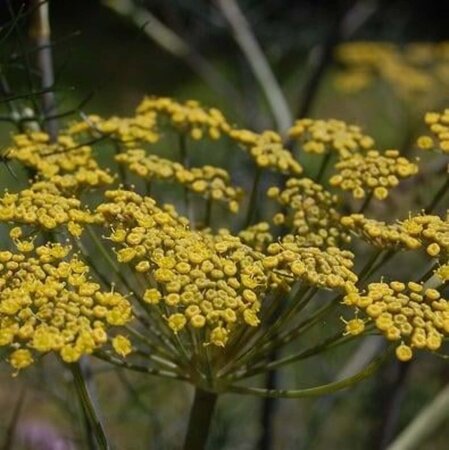 Foeniculum vulgare 'Purpureum' geen maat specificatie 0,55L/P9cm - afbeelding 2