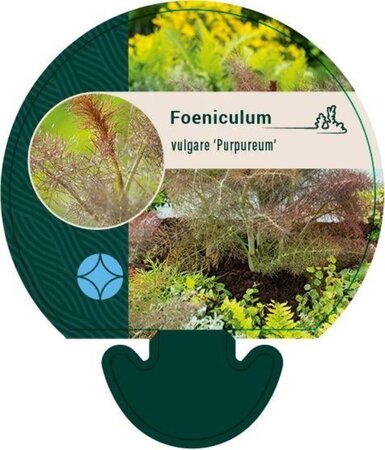 Foeniculum vulgare 'Purpureum' geen maat specificatie 0,55L/P9cm - afbeelding 1