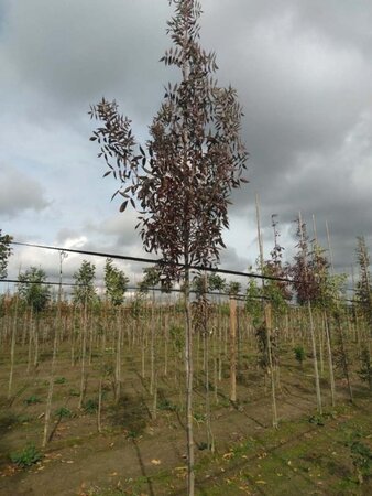 Fraxinus ang. 'Raywood' 8-10 Hoogstam wortelgoed